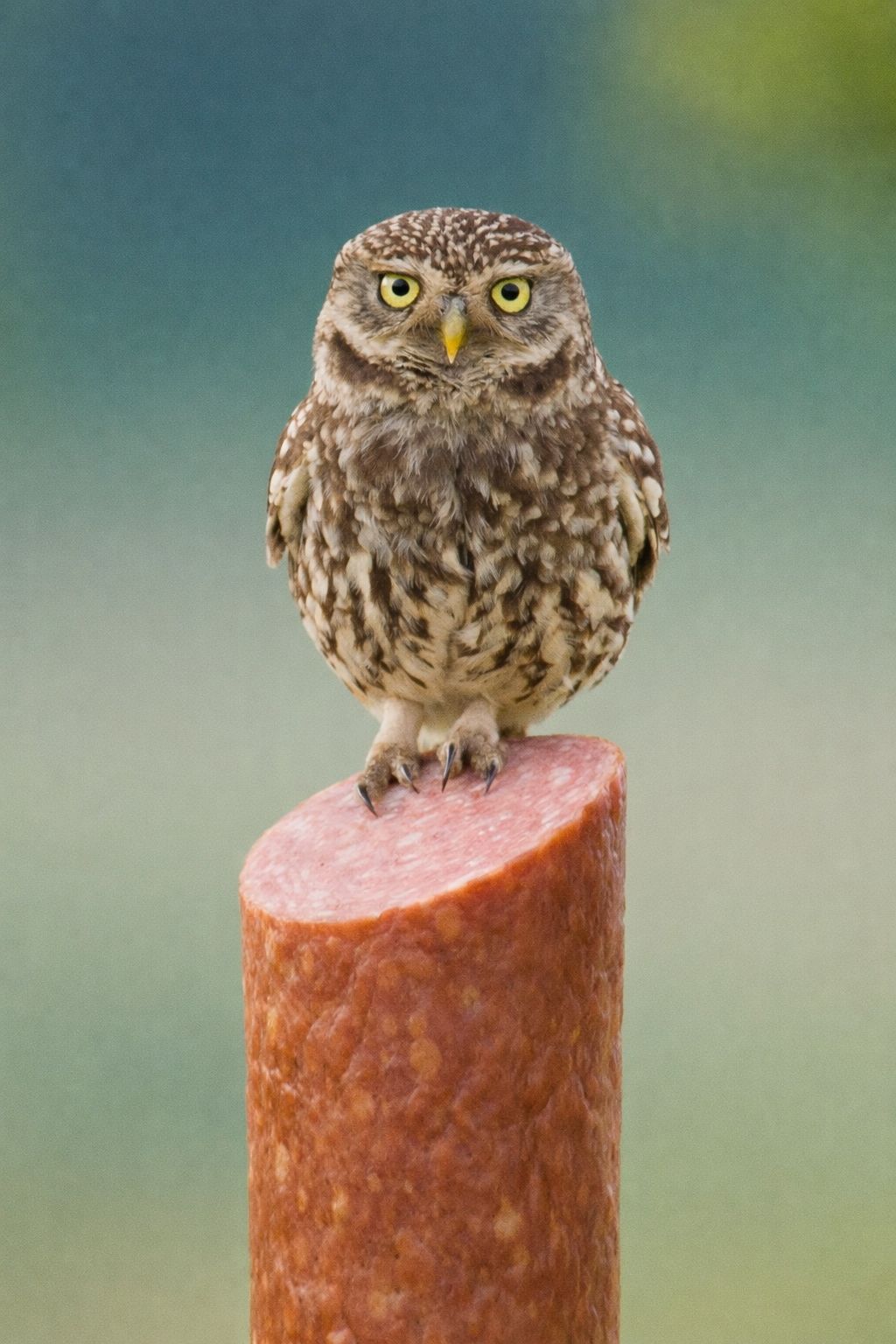 Owl 7